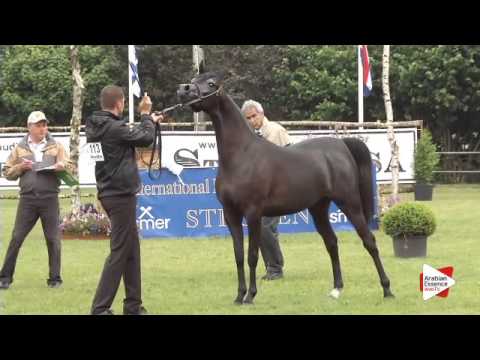 N.113 DALIA J - Ströhen 2015 B-Show - Fillies 2 years old (Class E)