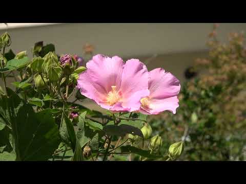 [Ainda florescendo lindamente] Rosa de Sharon no Parque Itabashi Ward Johoku (foto tirada no sábado, 21 de outubro de 2023)