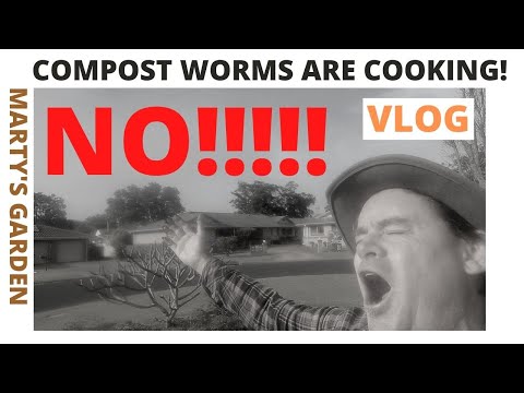 My COMPOST WORMS are COOKING Windrows Are Too HOT!