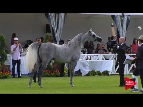 N.51 RAOUD ALBIDAYER - Chantilly 2017 World Cup - 3 Years Old Colts (Class 8)
