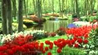 The fool on the hill- orchestra strings of paris