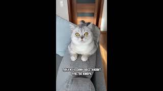 Как кошки реагируют на настроение хозяина? #коты #кот #shorts