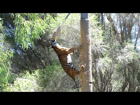 Sumatran Tiger Climbs 4-5 Metre Pole to Eat Dinner