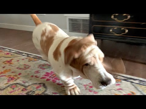 My Basset Hound Dog Vincent’s before dinner routine.