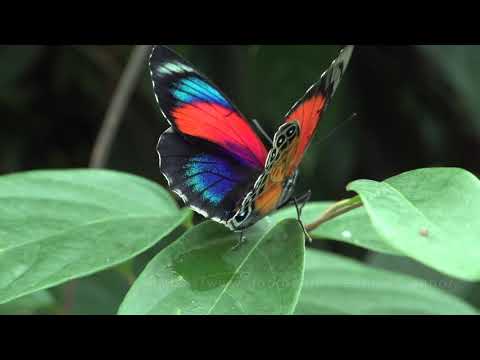 アグリアスを求めて