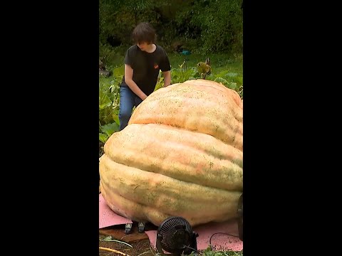 11-year-old grows nearly 2,000-pound pumpkin