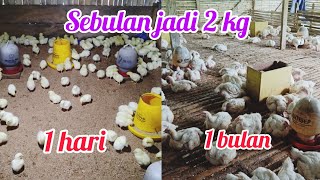 Download lagu Perkembangan ayam pedaging usia 1 - 33 hari mp3
