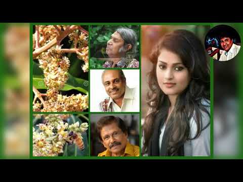 Handa Kare  AmbaMal Wata  / Rohana  Weerasinghe  / හැන්ඳෑකරේ අඹ මල් වට........