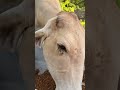Breakfast with Rhonda and Ruth #rufusthebull