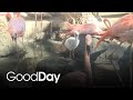 Who S New At The Zoo Baby Flamingo Chicks That S Who