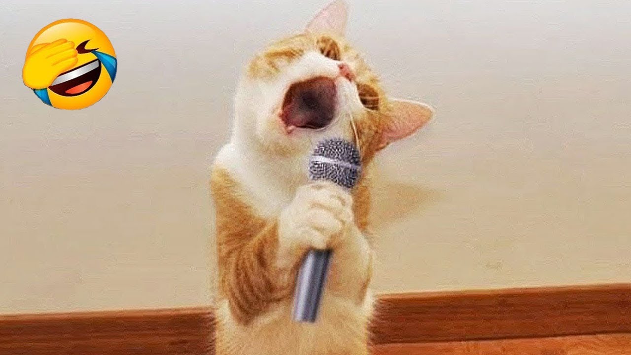 笑ったら負け 🤣😍 2025年の最高に面白い猫と犬の動画 😹🐈
