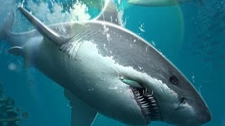 Fishing Hook videosu