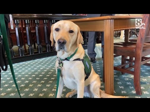 Service dog joins district attorney's office