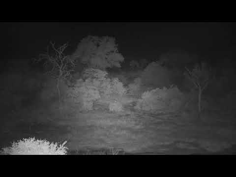 Djuma: Audio from leopard sawing and lions roaring/calling-Pt:1 - 21:23 - 05/24/19