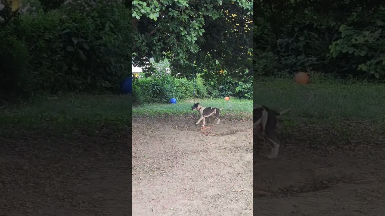 Enlarge Stokely, a Adoptable mixed breed in Richmond, VA video 6/6