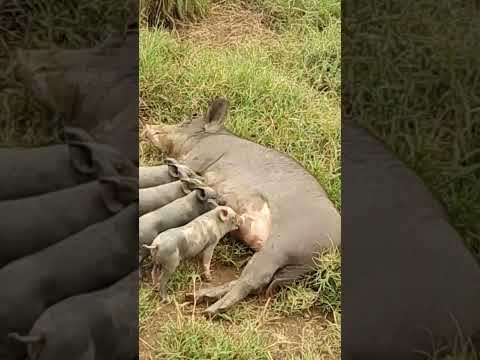 Fazenda da família da minha esposa em Mairipotaba Goiás.