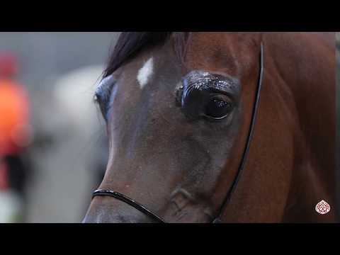 AL SHAQAB ARABIAN HORSE SHOW FESTIVAL 2019 - PROMO