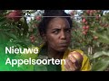 Hoe maak je nieuwe appelsoorten? | Het Klokhuis