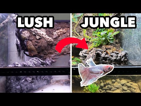 Making a Jungle Paludarium Build: Creating a Lush and Thriving Ecosystem in Your Home