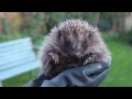 Hedgehog noises - grumpy wild hedgehog 'huffing'