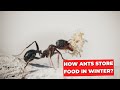 How Ants Store Food In Winter