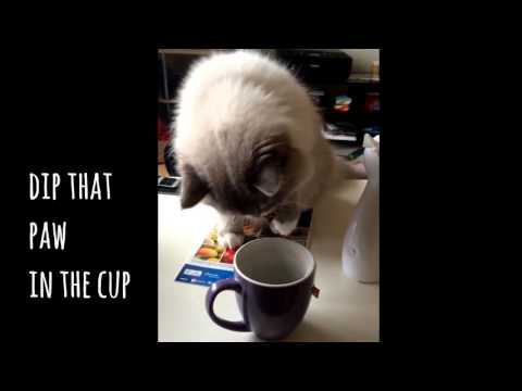 Milu the special Cat/ Cat with two faces