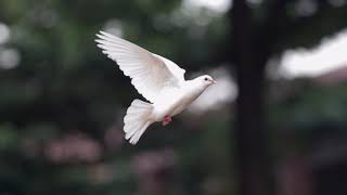 La Paloma(The Dove) - Nana Mouskouri: with lyrics (Spanish\English\한글번역) 라팔로마