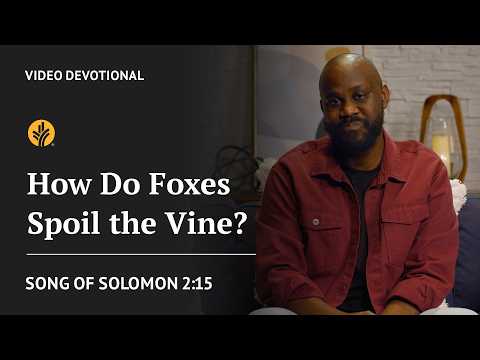 How Do Foxes Spoil the Vine? | Song of Solomon 2:15 | Our Daily Bread Video Devotional