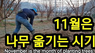 11월은 나무 심는 달. 나무심는 시기는? 복숭아 자두 사과 심기 November is the month o…