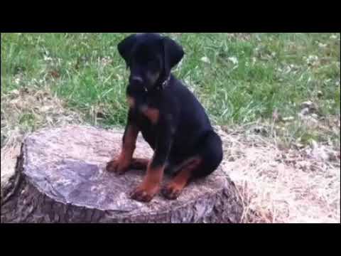 Walter Brennan’s tribute to the dog