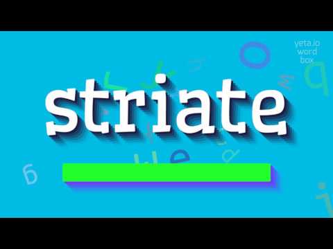 How to say "striate"! (High Quality Voices)