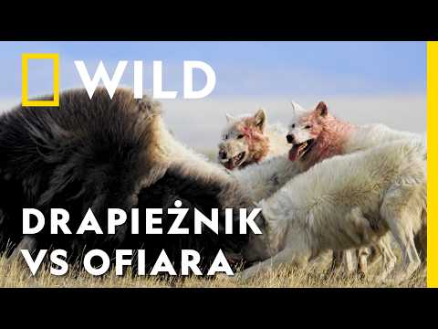 Zobacz strategie myśliwskie tych wyjątkowych łowców! | Drapieżnik kontra ofiara