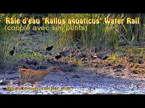 Chriaštieľ vodný (Rallus aquaticus) – samica s mláďatami