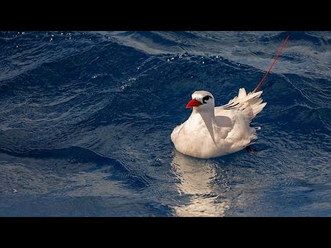Red tailed tropicbirds (Phaethon rubricauda) fighting for breeding territory