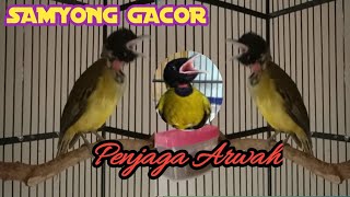 Download lagu MASTERAN DURASI PANJANG SAMYONG GACOR PANGGIL LAWAN MELEGENDA 1001 KICAU PENJAGA ARWAH mp3