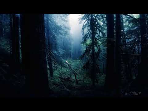 FOREST AT NIGHT - Crickets Owls Rain Wind in Trees - Relax Study Sleep De-Stress