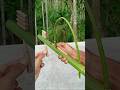 Bamboo Creations With New Slingshots Bamboo Diy Toy
