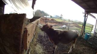 Fall Farm Update #2 - Getting Ready for Winter