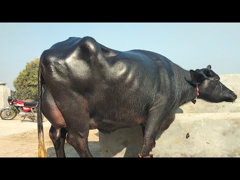 چاچامنظورپربانہ | 5بھینسیں برائےفروخت05دسمبر2023 Pure Neli , Nili Ravi  Buffalo For  Sale on Eitfaaq