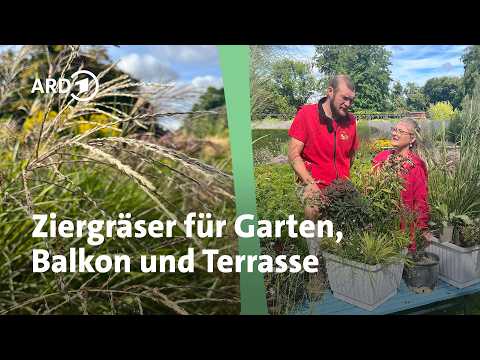 Mit Ziergräsern Garten und Balkon gestalten - schöne Arten für Sonne und Schatten | MDR Garten