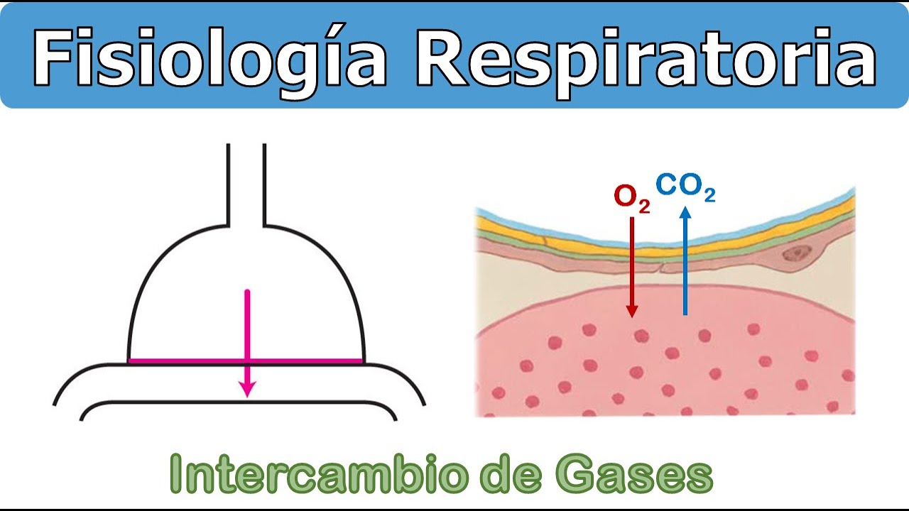 DIFUSIÓN - FISIOLOGÍA RESPIRATORIA