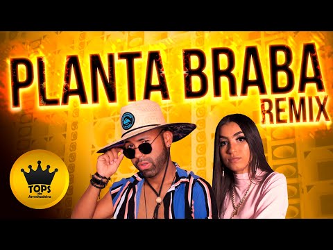 Te Fornece a Planta Braba (Arrochadeira Remix) - Grave Explosão e Mc Magrella