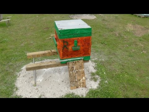 Переселение пчелосемей в чистый улей на пасике