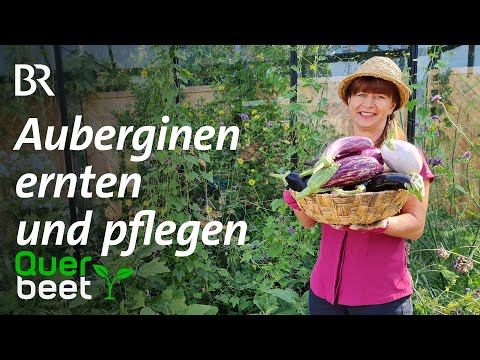 , title : 'Auberginen pflegen'