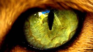 Xavier Rudd - Native Eye
