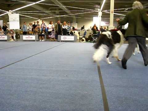 Europ.siegershow Dortmund 2009 Jugendklasse Rüden