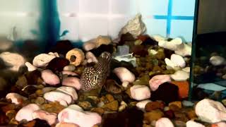 Kamfa nhí vip f2 sdt zalo 0938882816