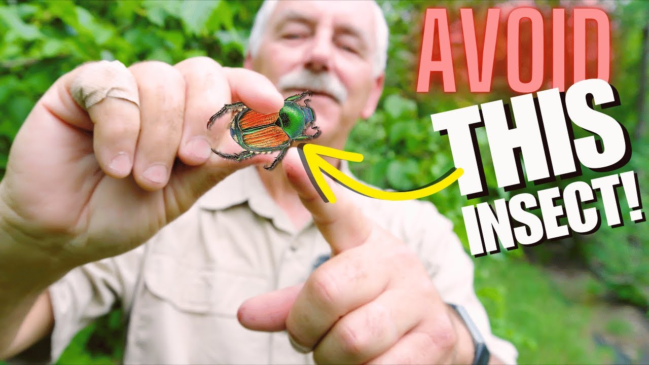 Japanese Beetles ARE GREAT INDICATORS OF...