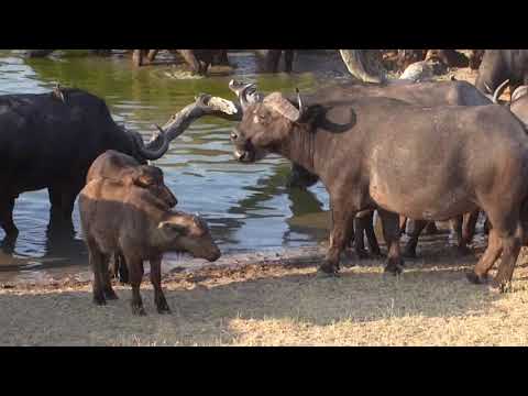 Djuma: Wall of African Buffalo heading to Vuyatela pan-Pt:1 - 16:11 - 09/16/18