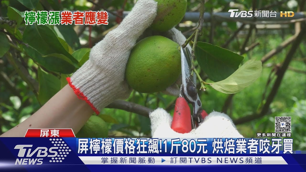 連三漲!屏東檸檬價格狂飆 漲幅直逼53%